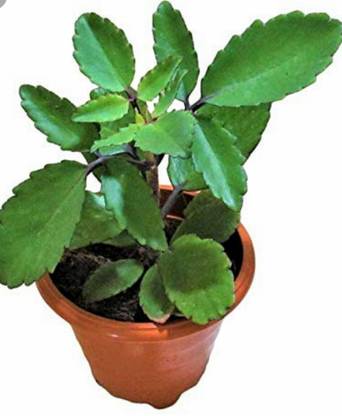 Corofitam Bryophyllum Pinnatum/Patharchatta Plant
