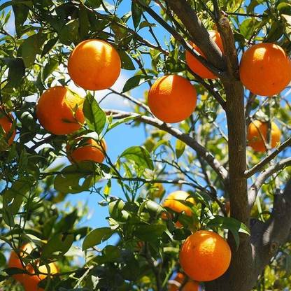 the green dotcom Orange Plant