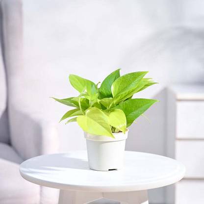 UGAOO Golden Money Plant