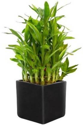 AGRAWBIC Two Layer Bamboo Plant