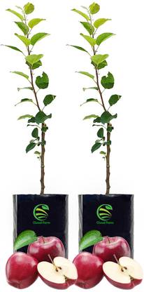 Cloud Farm Apple Plant