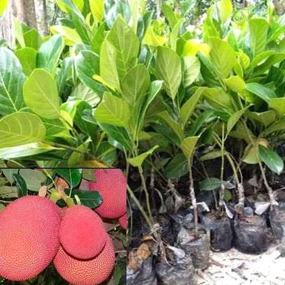 TOPMAHIR Jack Fruit Plant