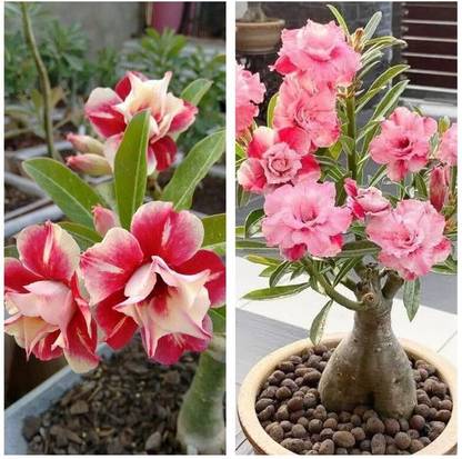 GreenyOn Adenium Plant