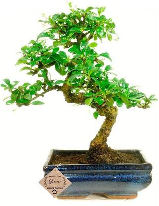 Corofitam Ficus Bonsai Plant