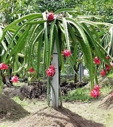 PLaNeTree Dragon Tree