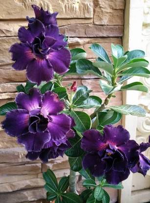 HALDER Adenium Plant