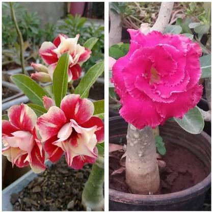PetalPath Adenium Plant
