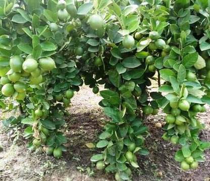 Earth Angels Lemon Plant