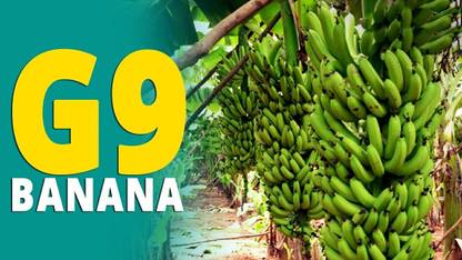 GOLDEN BLOOM Banana Plant