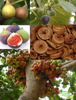 greenhousestore Gular/Cluster Fig Plant