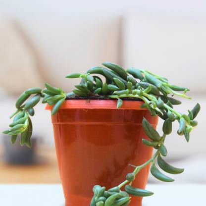 NurseryRoots Strings of Banana Plant