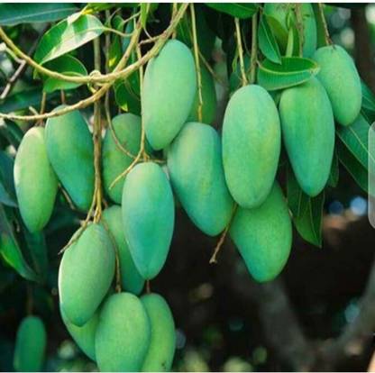 CHOUDHARY PLANTHUB Mango Plant
