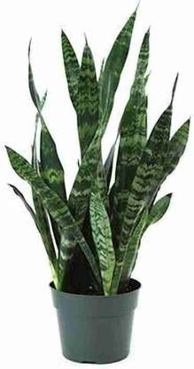 Gaingreen Snake Plant