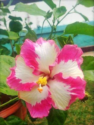 greenhousestore Hibiscus Plant