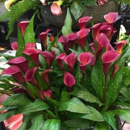 My Dream Nursery Peace Lily Plant