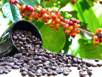 PlantQuipo Coffee Plant