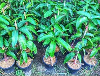 Click to buy Mango Plant