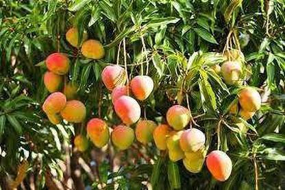 langda mango Mango Plant