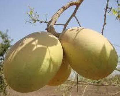 PLaNeTreee Bel Plant