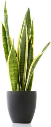 Ukanda Snake Plant