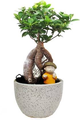 BULAPLANTHOUSE Ficus Bonsai Plant