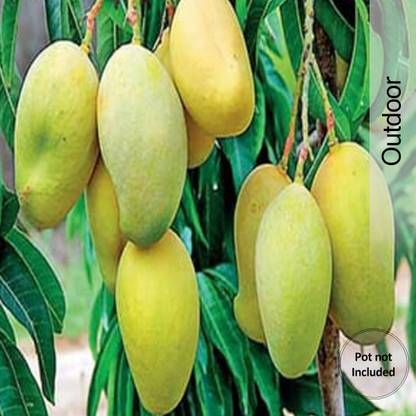 langra mango planet Mango Plant