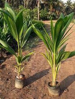 ABEFARIYA Coconut Plant