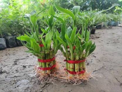 PETALFLEUR Two Layer Bamboo Plant