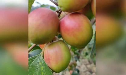 Platone Ber Apple Plant
