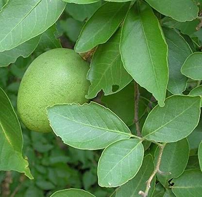Aywal Aegle marmelos , Bael Patra Seed