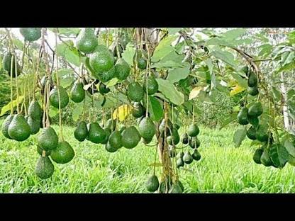 My Dream Nursery Avocado Plant