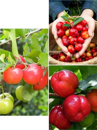 Brazilian Sweet Grafted Cherry Fruit Plant