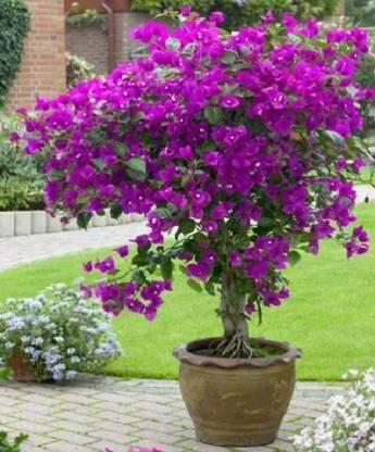 EarthAngel Bougainvillea Plant