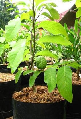 greenhousestore Custard Apple Plant