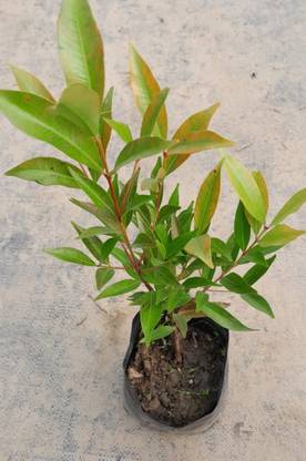Agacha Christina tree
