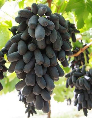 AloGardening Grapes Plant