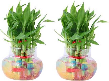 PETALFLEUR Two Layer Bamboo Plant