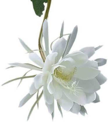 the green dotcom Brahma Kamal Plant