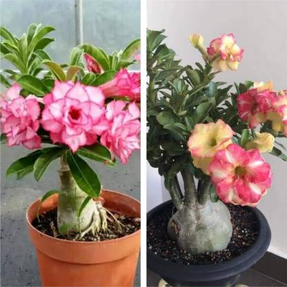 AloGardening Adenium Plant