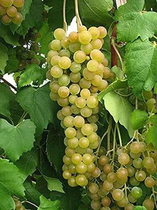 chiku Grapes Plant
