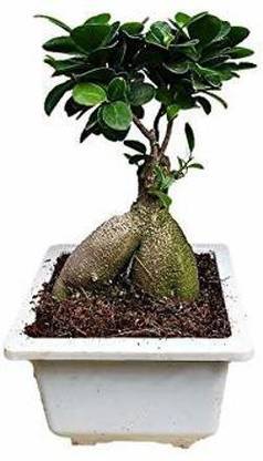 ORTERL Ficus Bonsai Plant