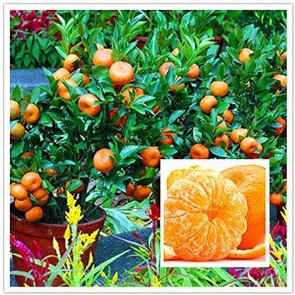 Cloud Farm Orange Plant