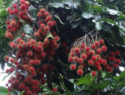 Ukanda Rambutan Plant