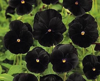 PB EVERGHREEN Hibiscus Plant