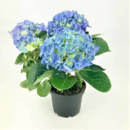 PB EVERGREEN Hydrangea Plant