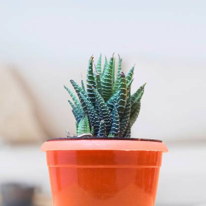 NurseryRoots Exotic Succulent