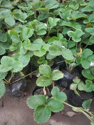 greenhousestore Strawberry Plant