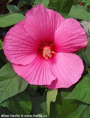 Bakuchi Hibiscus Plant