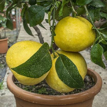Cloud Farm Lemon Plant