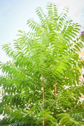 greenhousestore Neem Plant